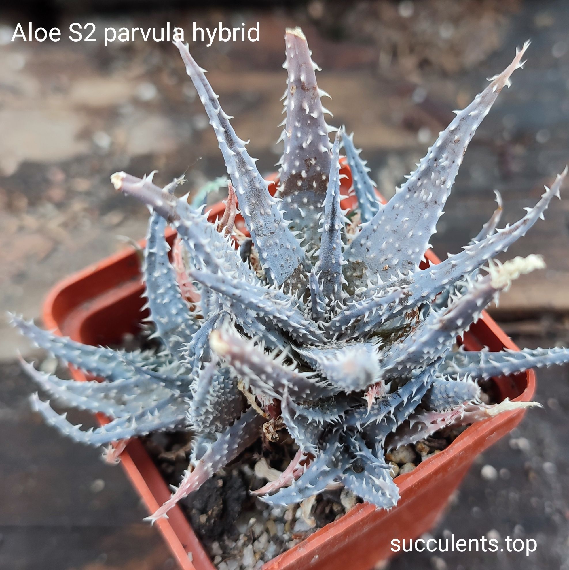 Aloe S2 Продам пагін з колекційної рослини на фото можливо без коріння.