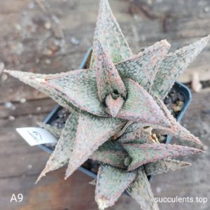 Aloe A9 Продам пагін з колекційної рослини на фото можливо без коріння.