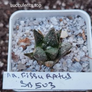 ariocarpus fissuratus sb503