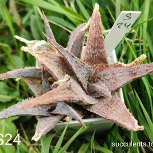 Aloe S24 Продам пагін з колекційної рослини на фото можливо без коріння.
