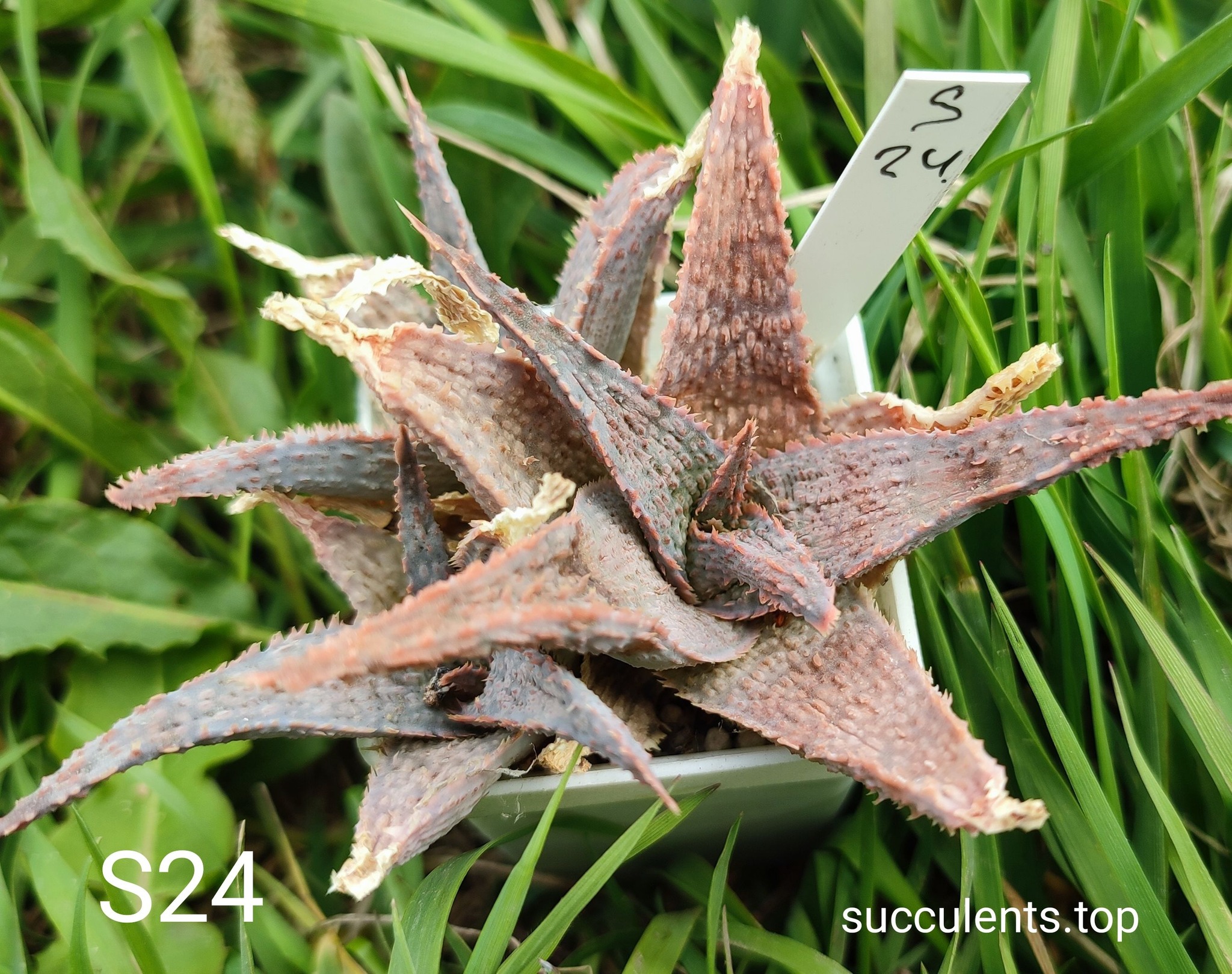 Aloe S24 Продам пагін з колекційної рослини на фото можливо без коріння.