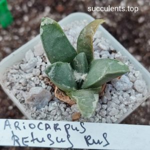 ariocarpus retusus rus