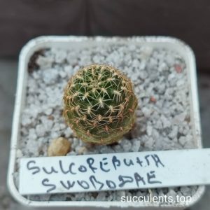 sulcorebutia swobodae