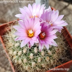 gymnocactus knuthianus