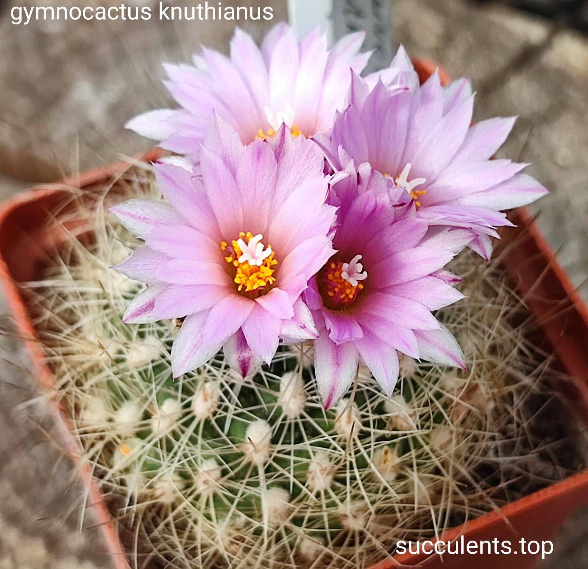 gymnocactus knuthianus