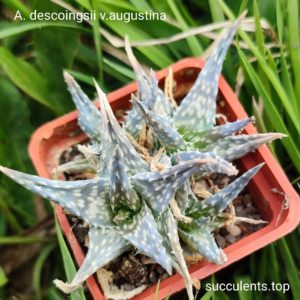 aloe descoingsii  v augustina  Продам пагін з колекційної рослини на фото можливо без коріння.