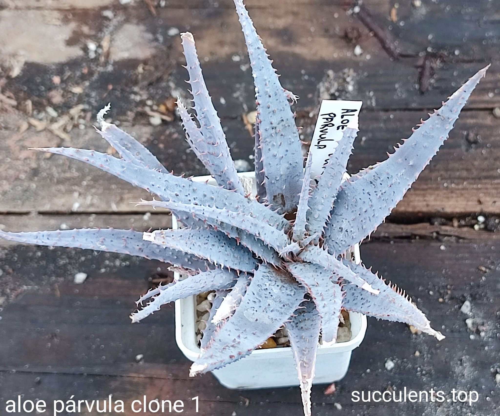 aloe parvula clone1 Продам пагін з колекційної рослини на фото можливо без коріння.