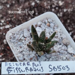 ariocarpus fissuratus SB503