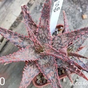Aloe S20  Продам пагін з колекційної рослини на фото можливо без коріння.
