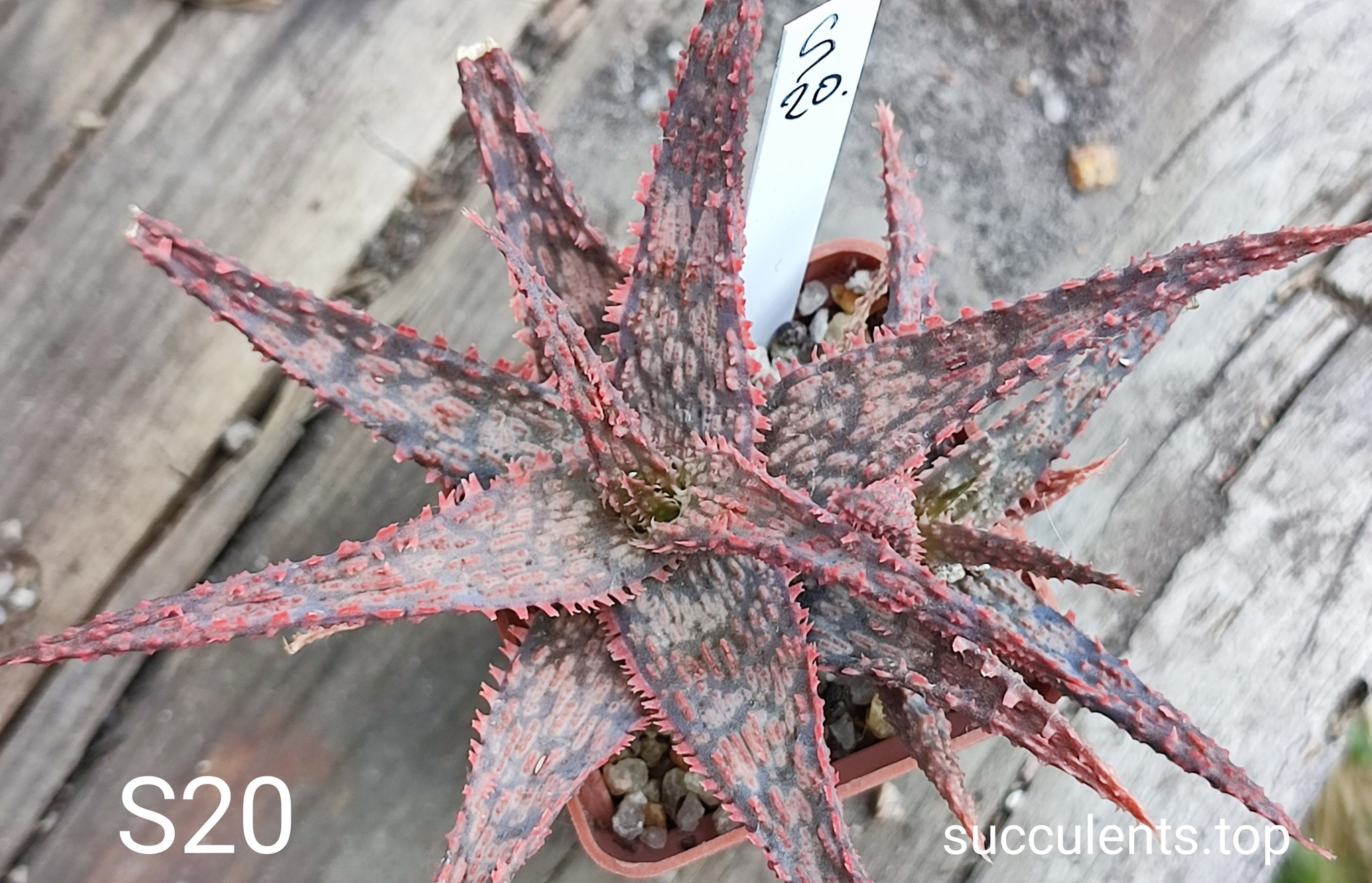 Aloe S20  Продам пагін з колекційної рослини на фото можливо без коріння.