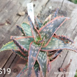 Aloe S19 Продам пагін з колекційної рослини на фото можливо без коріння.