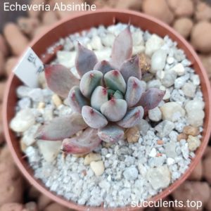 echeveria abthinse