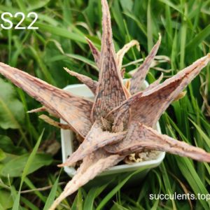 Aloe S22 Продам пагін з колекційної рослини на фото можливо без коріння.