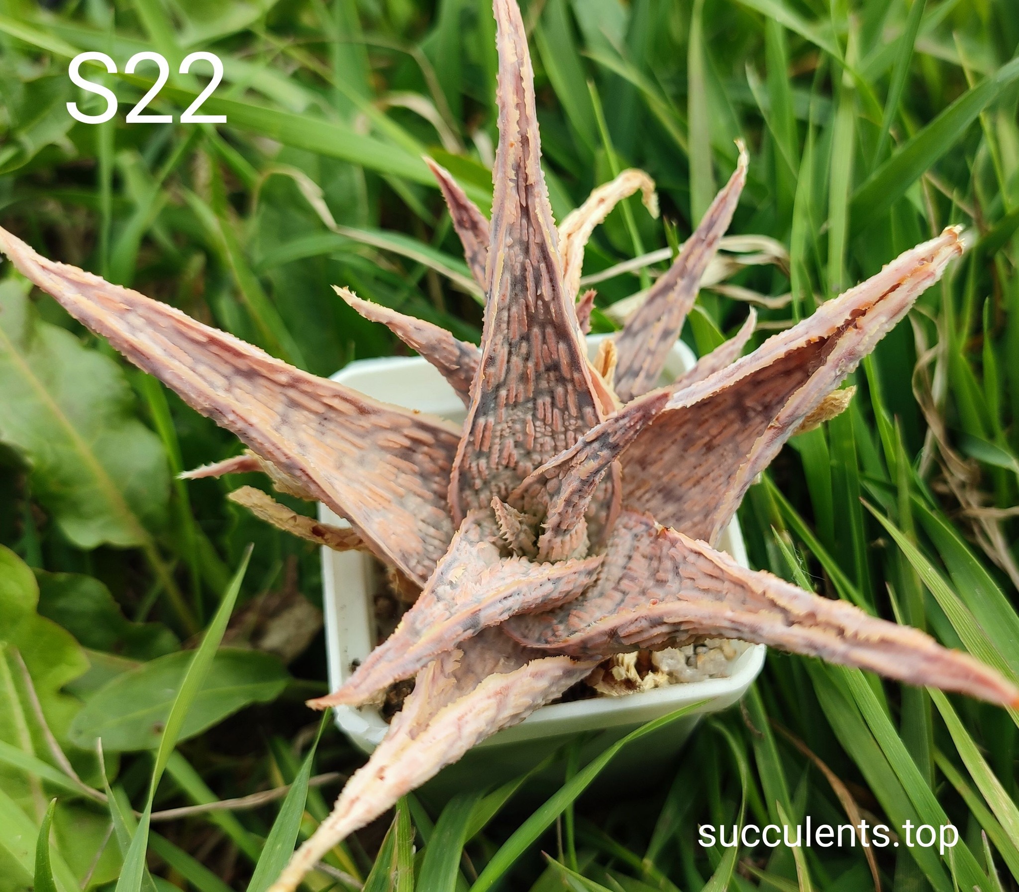 Aloe S22 Продам пагін з колекційної рослини на фото можливо без коріння.