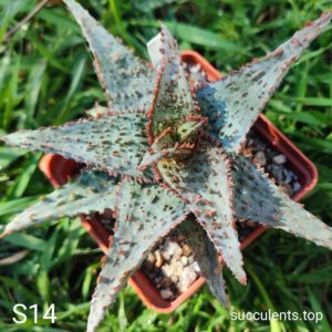 aloe S14 Продам пагін з колекційної рослини на фото можливо без коріння.