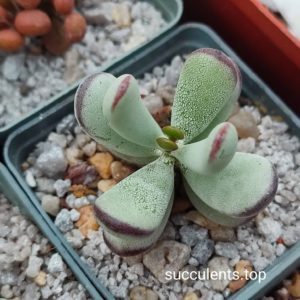 cotyledon orbiculata oophylla