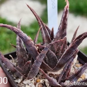 Aloe A300Продам пагін з колекційної рослини на фото можливо без коріння.