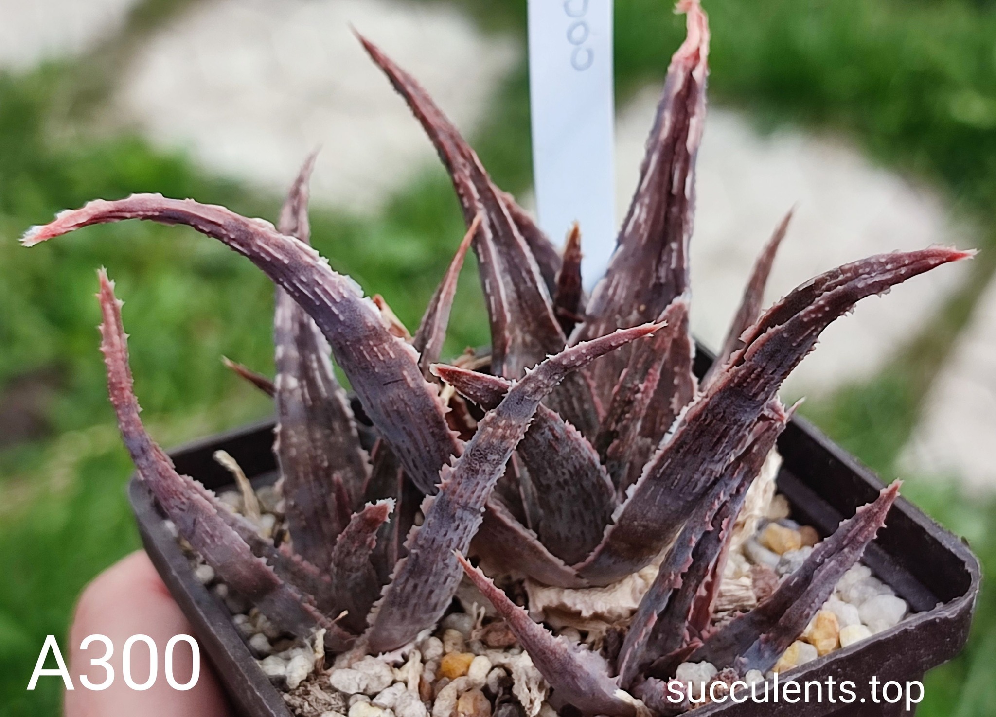 Aloe A300Продам пагін з колекційної рослини на фото можливо без коріння.