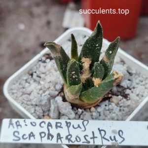 ariocarpus scapharostrus