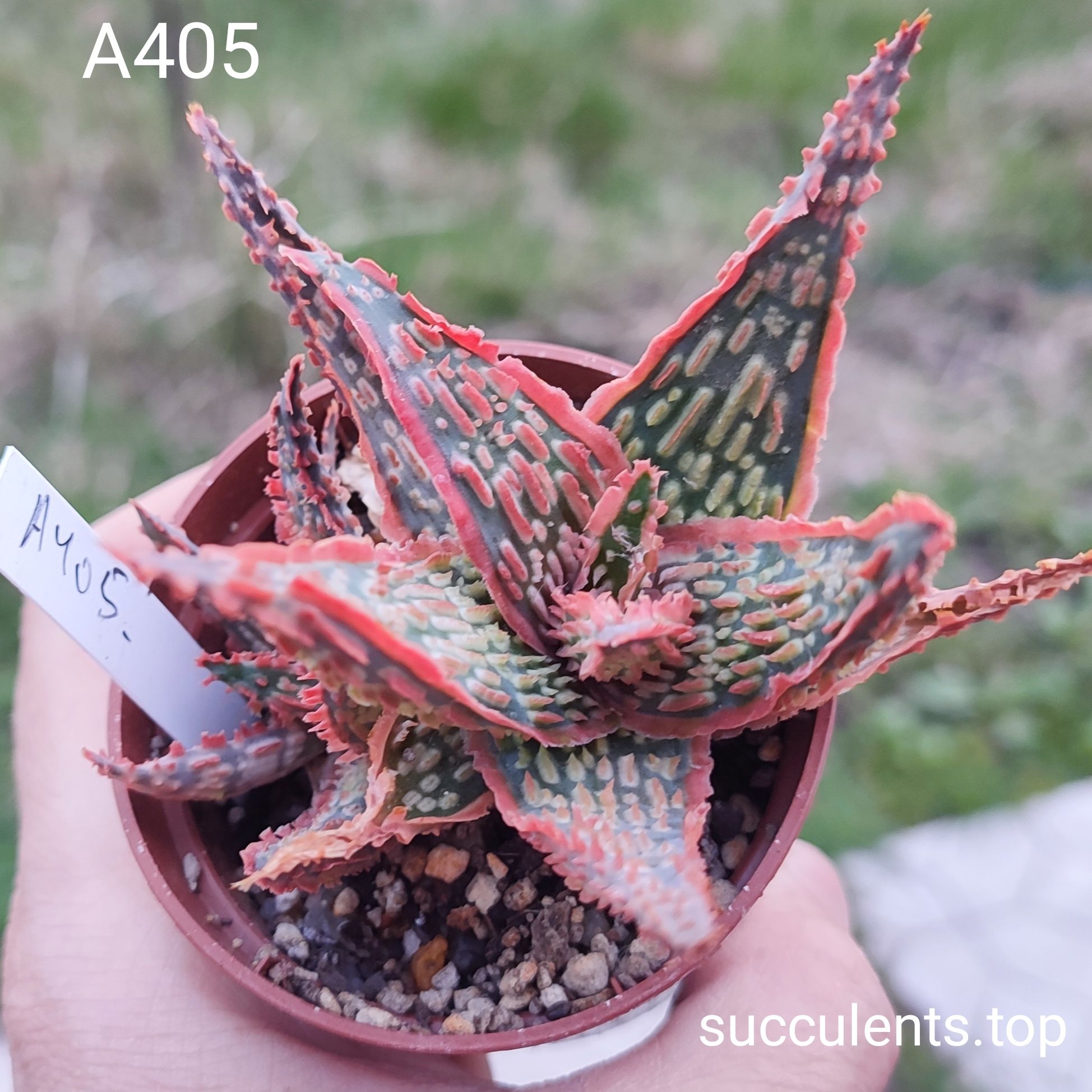 Aloe A405 Продам пагін з колекційної рослини на фото можливо без коріння.