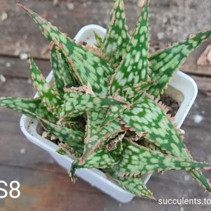 Aloe S8 Продам пагін з колекційної рослини на фото можливо без коріння.