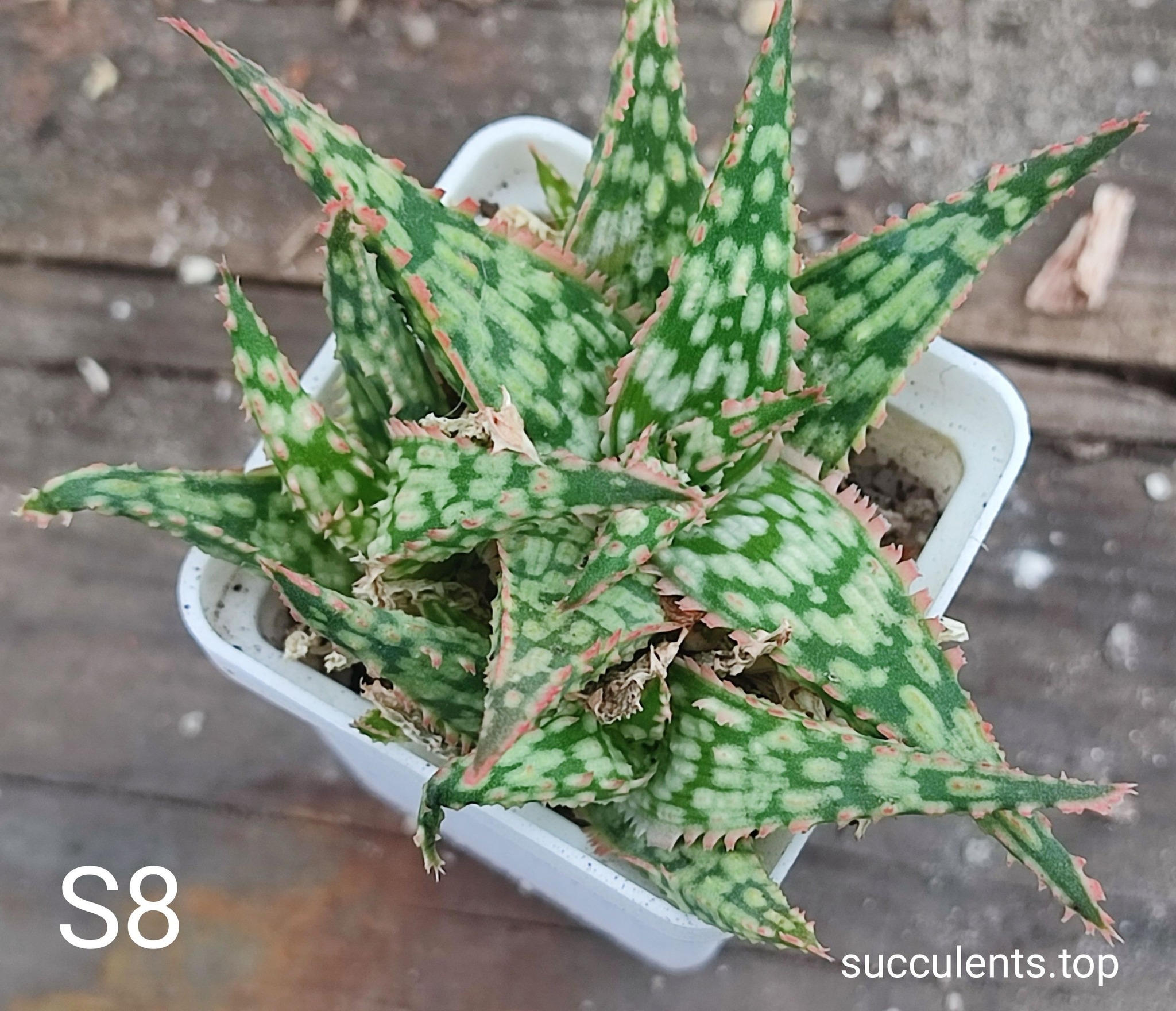 Aloe S8 Продам пагін з колекційної рослини на фото можливо без коріння.