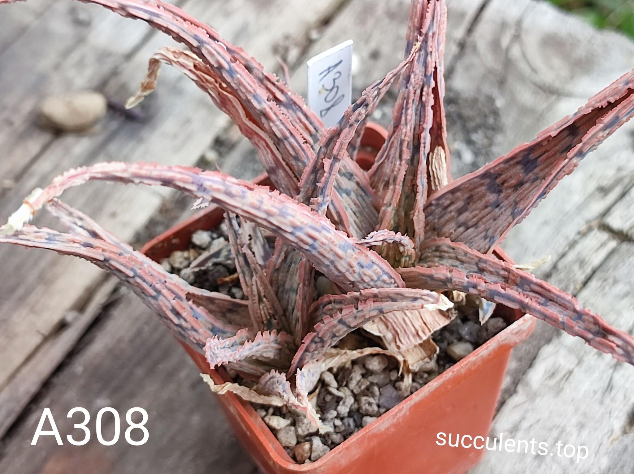 aloe A308 Продам пагін з колекційної рослини на фото можливо без коріння.