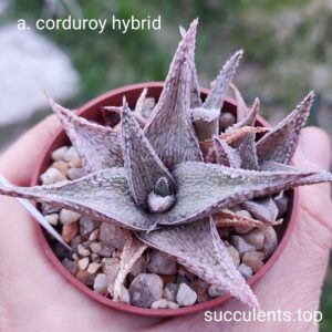 aloe curduroy hybrid Продам пагін з колекційної рослини на фото можливо без коріння.