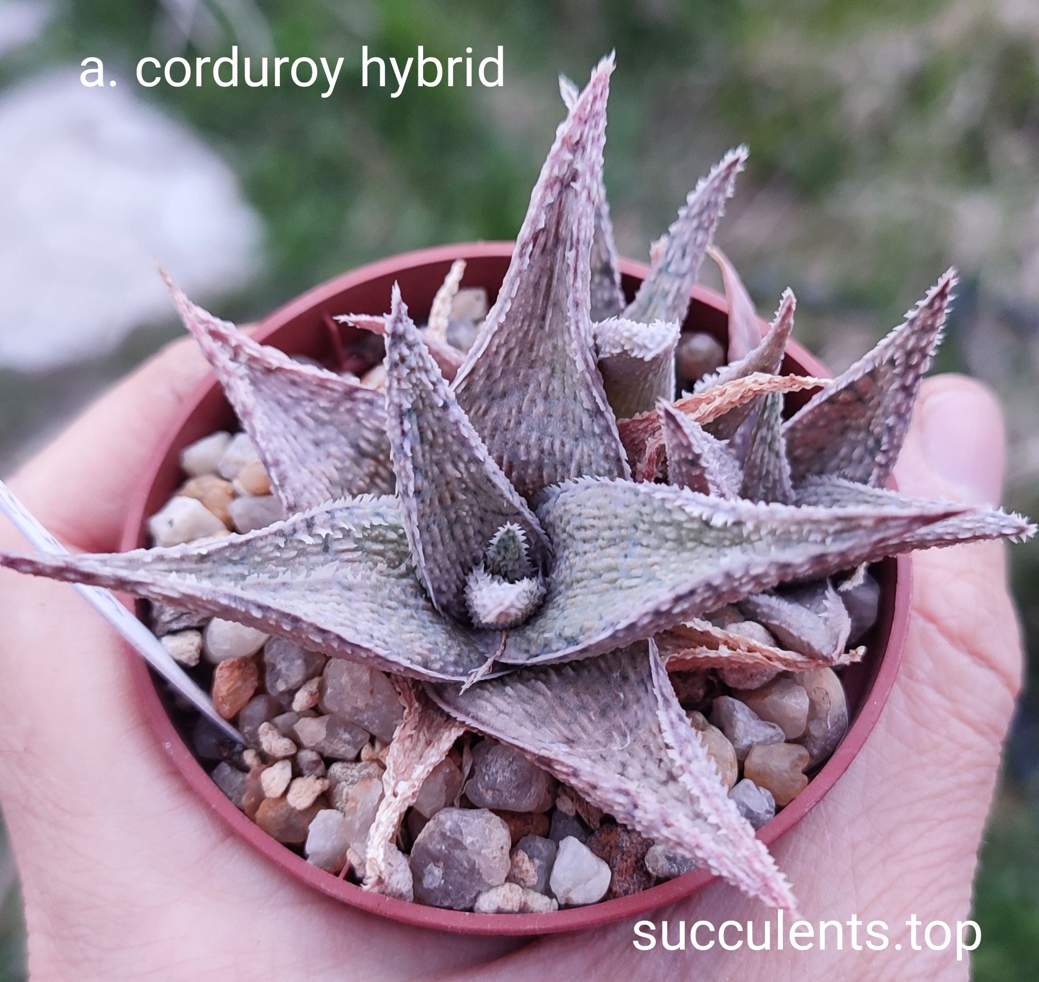 aloe curduroy hybrid Продам пагін з колекційної рослини на фото можливо без коріння.