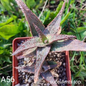 aloe A56 Продам пагін з колекційної рослини на фото можливо без коріння.