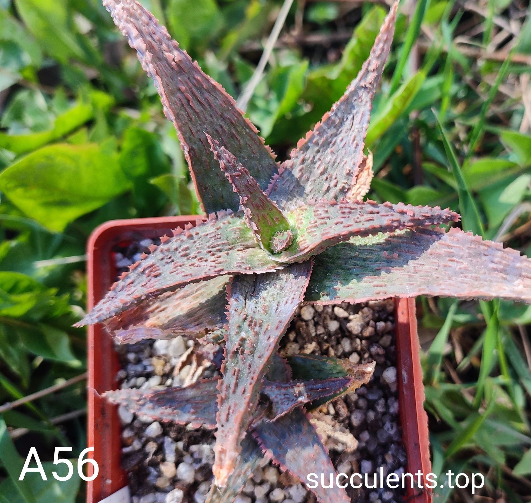 aloe A56 Продам пагін з колекційної рослини на фото можливо без коріння.