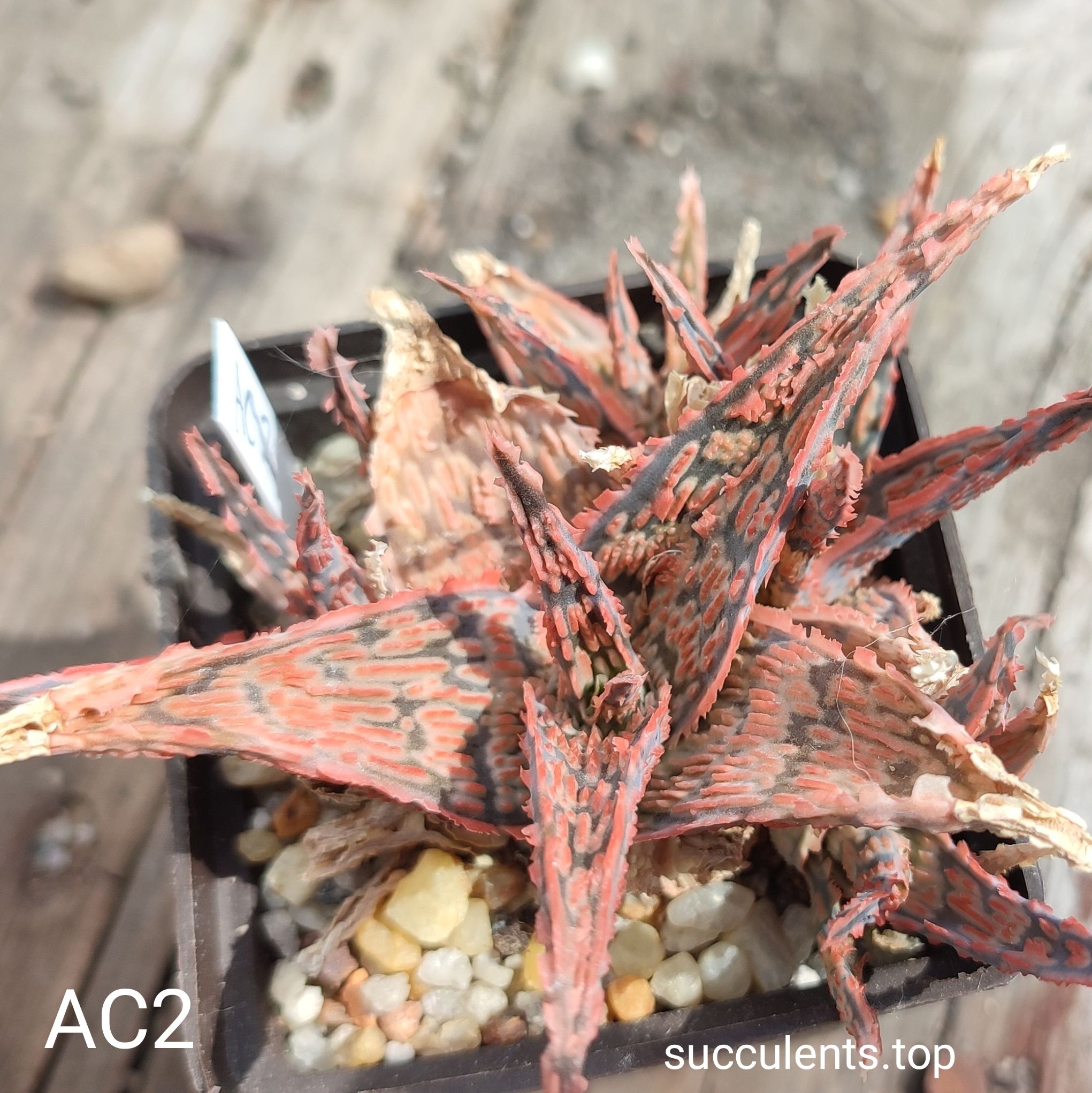 Aloe AC2 Продам пагін з колекційної рослини на фото можливо без коріння.