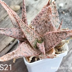Aloe S21  Продам пагін з колекційної рослини на фото можливо без коріння.