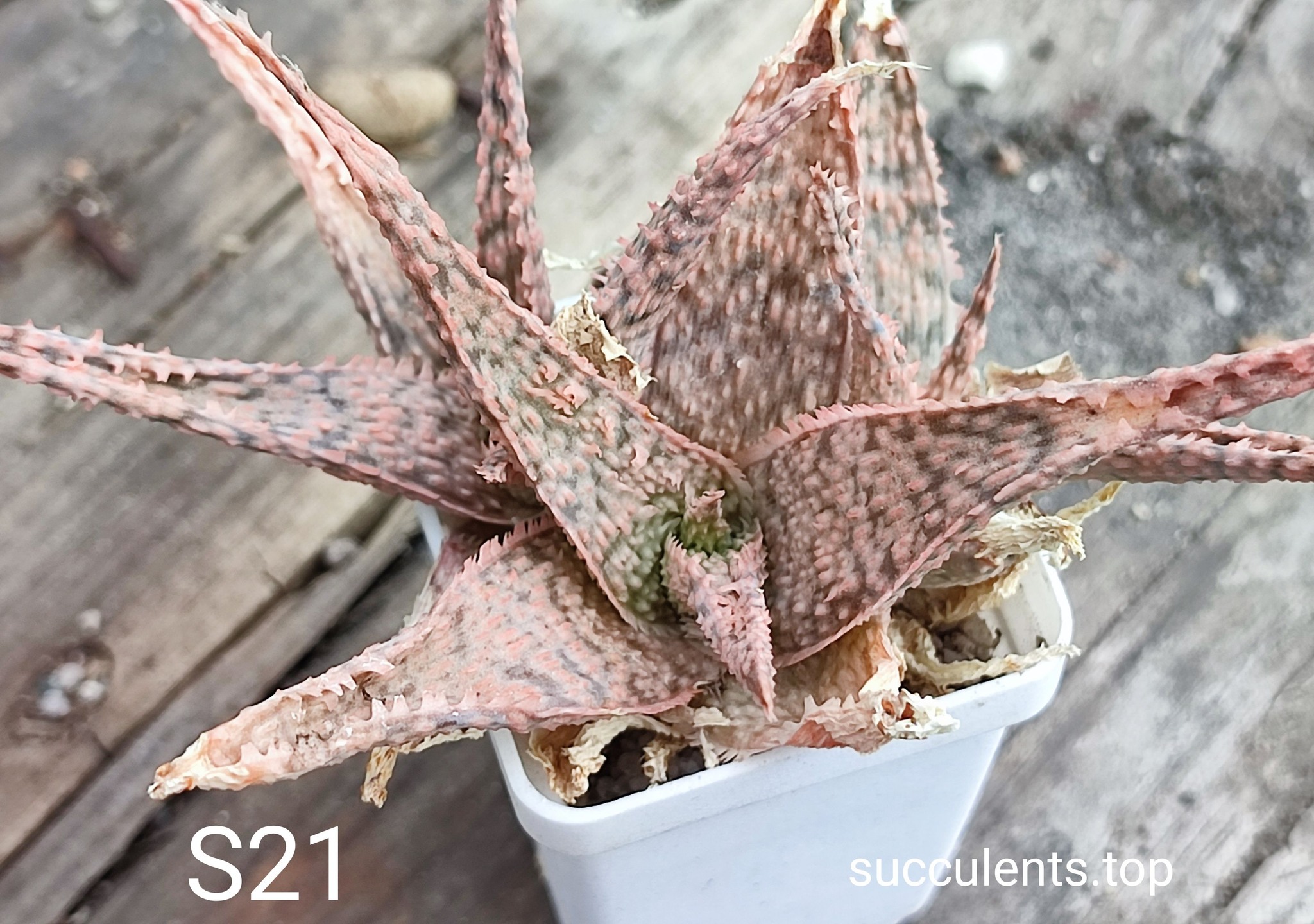 Aloe S21  Продам пагін з колекційної рослини на фото можливо без коріння.