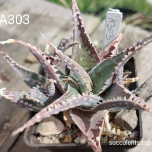 Aloe A303 Продам пагін з колекційної рослини на фото можливо без коріння.