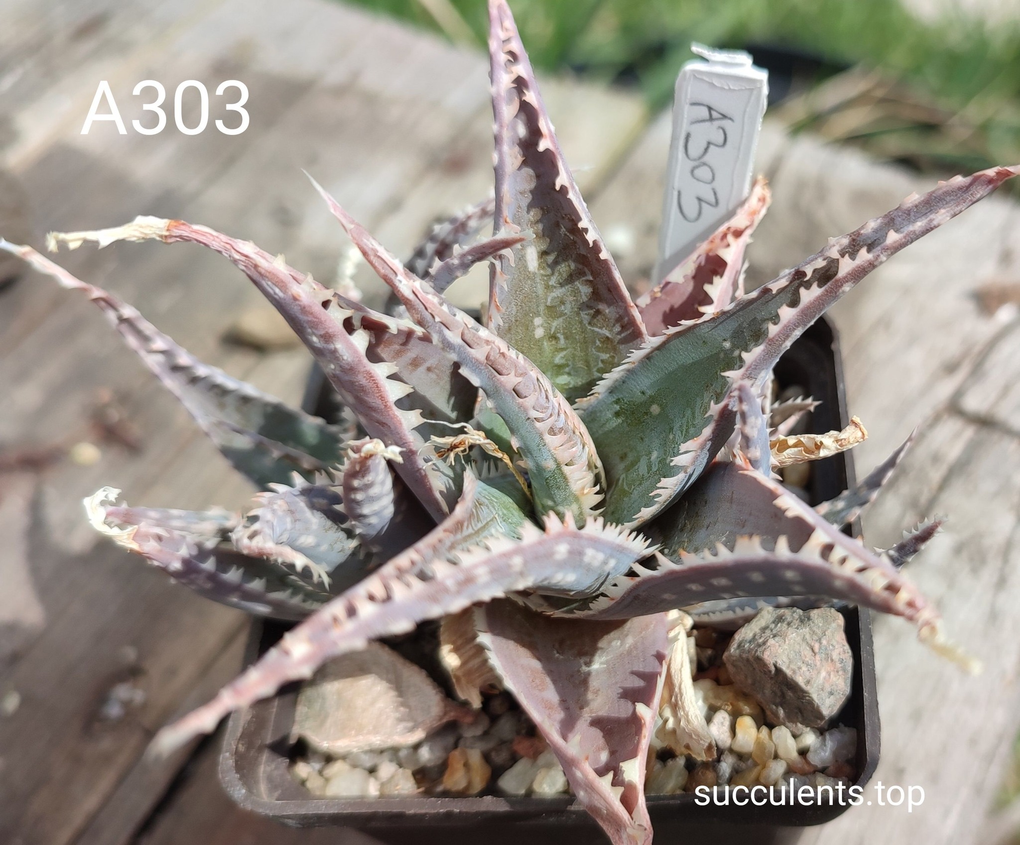 Aloe A303 Продам пагін з колекційної рослини на фото можливо без коріння.