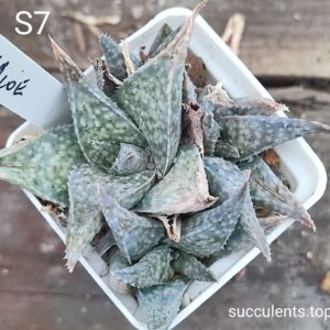 aloe S7 Продам пагін з колекційної рослини на фото можливо без коріння.
