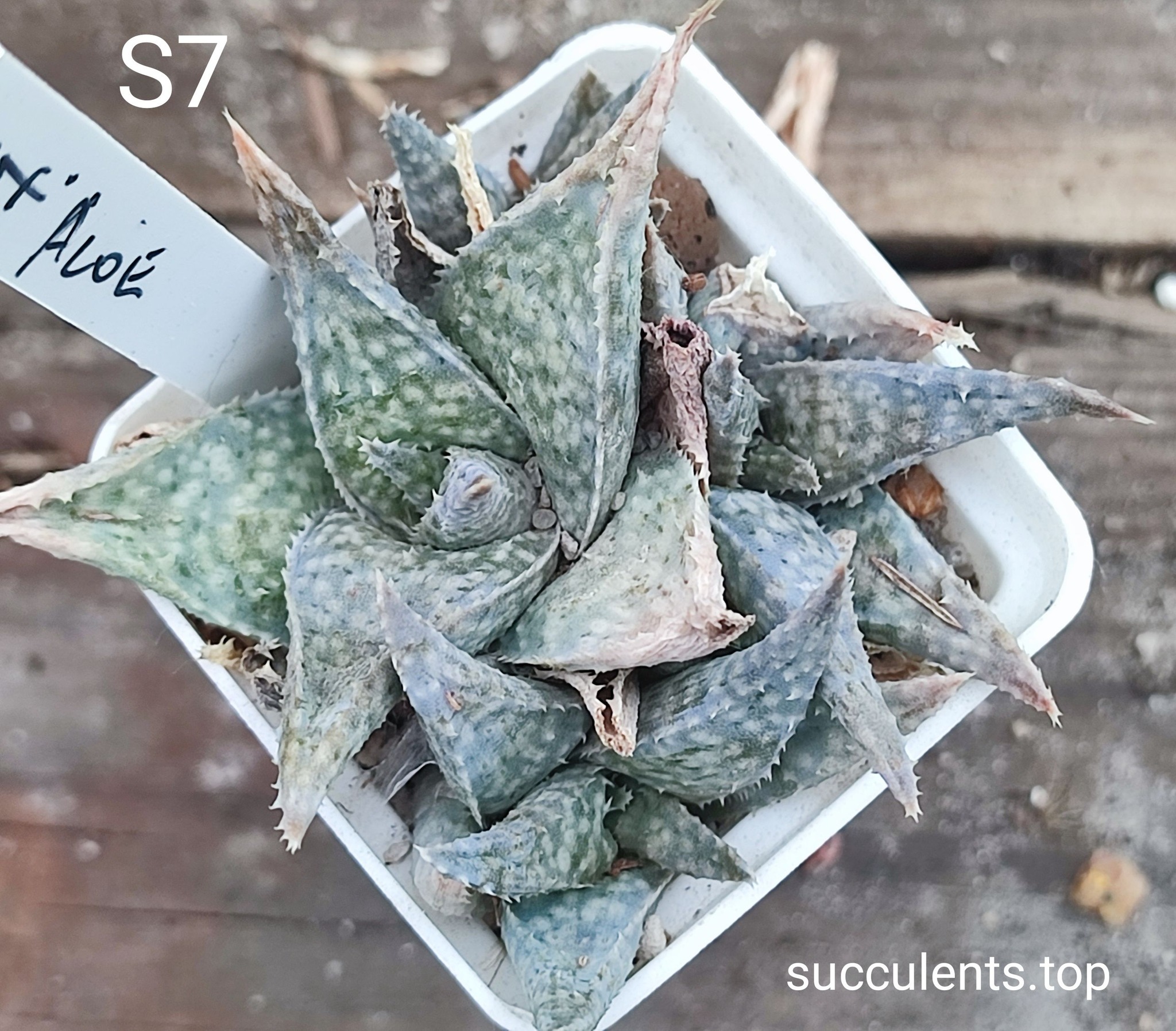 aloe S7 Продам пагін з колекційної рослини на фото можливо без коріння.