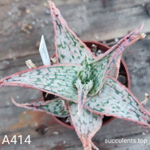 Aloe A414 Продам пагін з колекційної рослини на фото можливо без коріння.