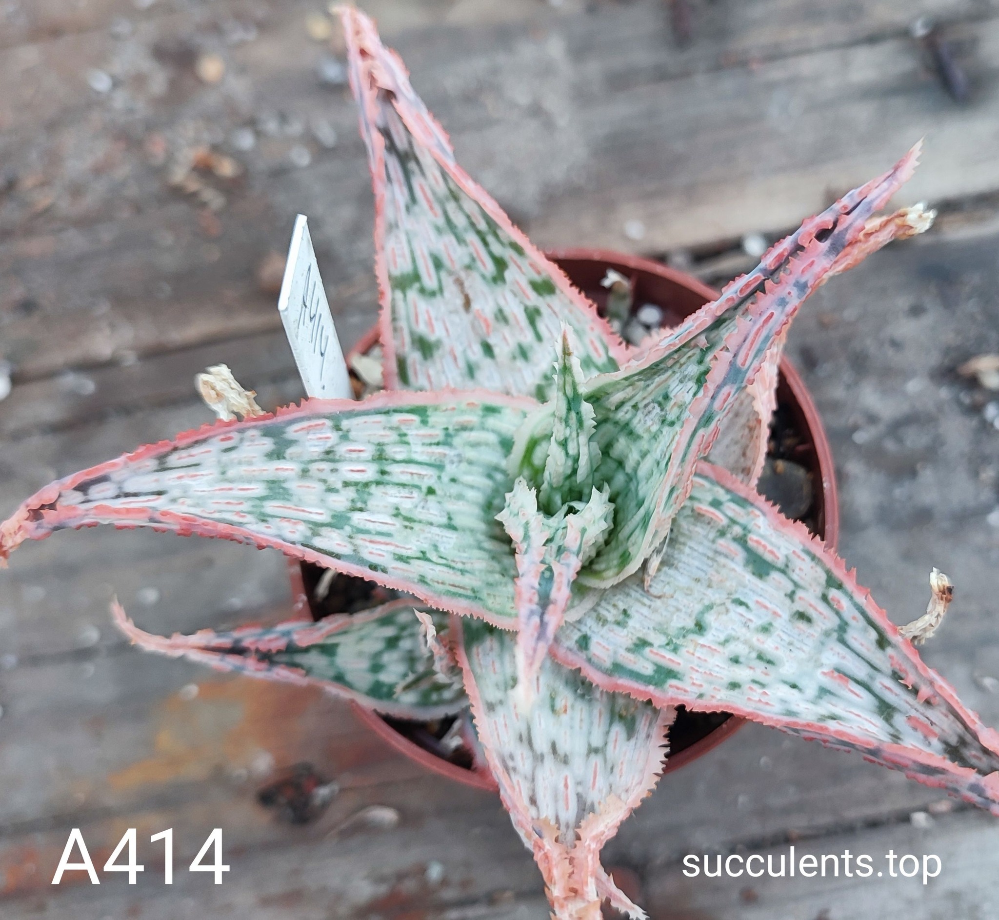 Aloe A414 Продам пагін з колекційної рослини на фото можливо без коріння.