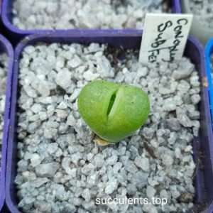 conophytum subfenestratus