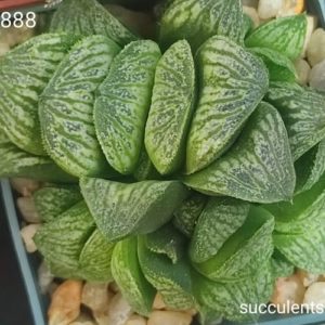 hworthia pn888 Продам пагін з колекційної рослини на фото можливо без коріння.