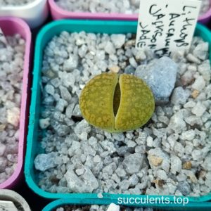 lithops aucampiae Jacson's Jade