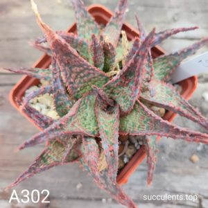 aloe A302 Продам пагін з колекційної рослини на фото можливо без коріння.