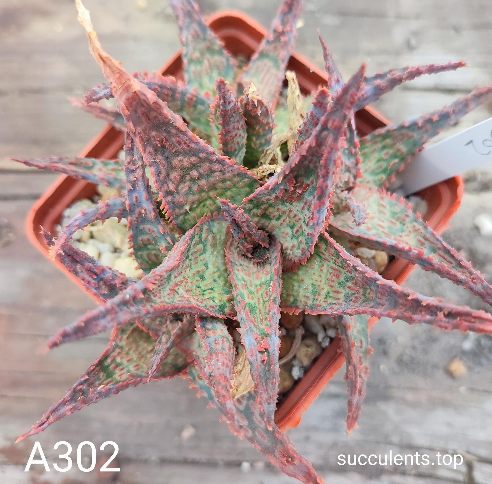 aloe A302 Продам пагін з колекційної рослини на фото можливо без коріння.