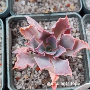 echeveria neon breakets