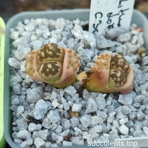 lithops dorothea C300