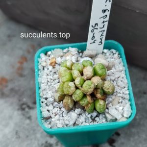 conophytum eptycum COP56-04