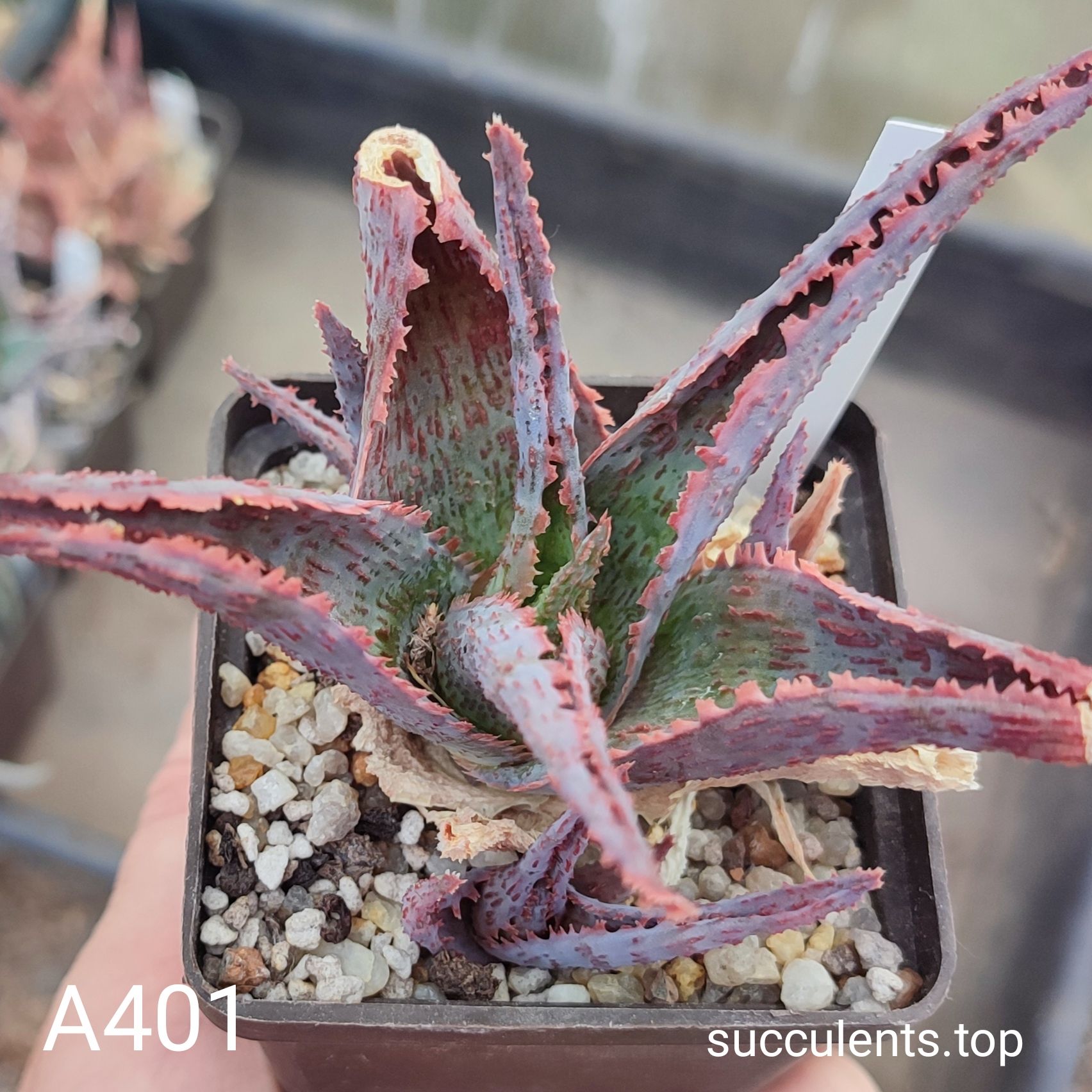 Aloe A401 Продам пагін з колекційної рослини на фото можливо без коріння.