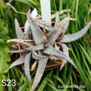 Aloe S23 Продам пагін з колекційної рослини на фото можливо без коріння.